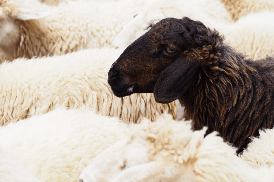 Protecting the Entire Flock